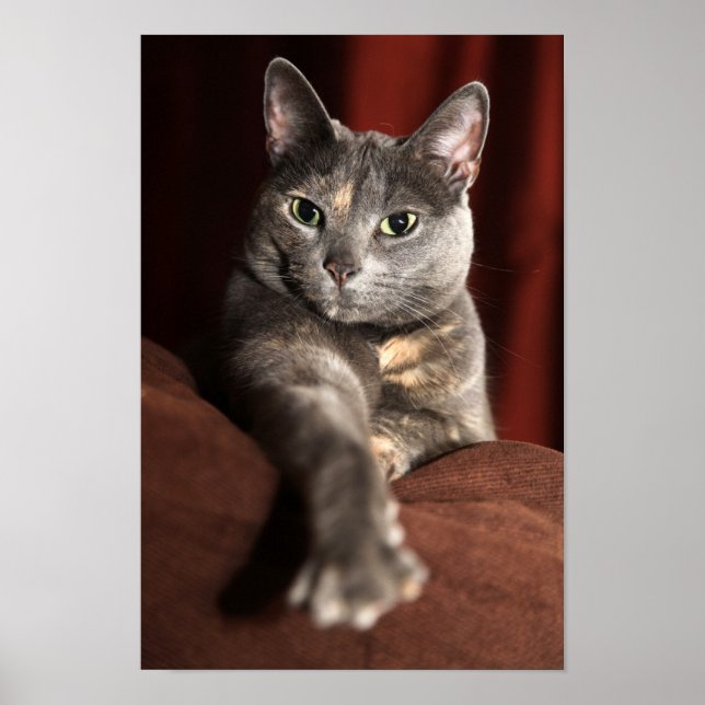 Kitty Poster (Front)
