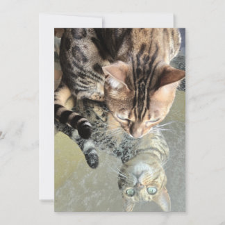 kitty reflection invitation