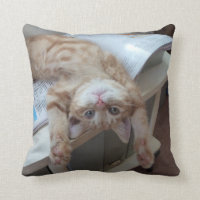 Kitty Relaxing