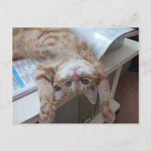 Kitty Relaxing Postcard