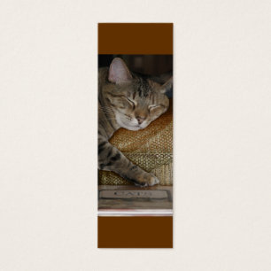 Kitty Sleep Profile Card