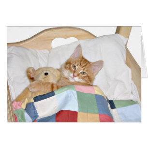 Kitty sleeps with teddy bear