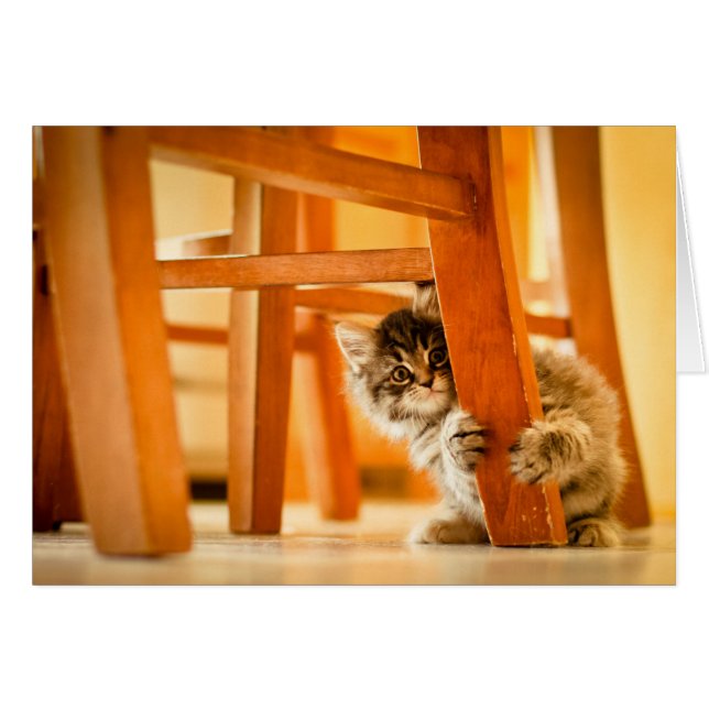 Kitty Under Chair (Front Horizontal)