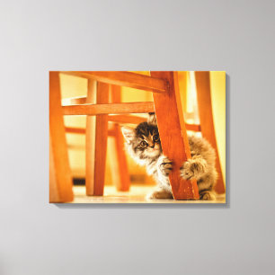 Kitty Under Chair Canvas Print