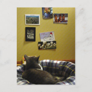 Kitty's Postcard Wall