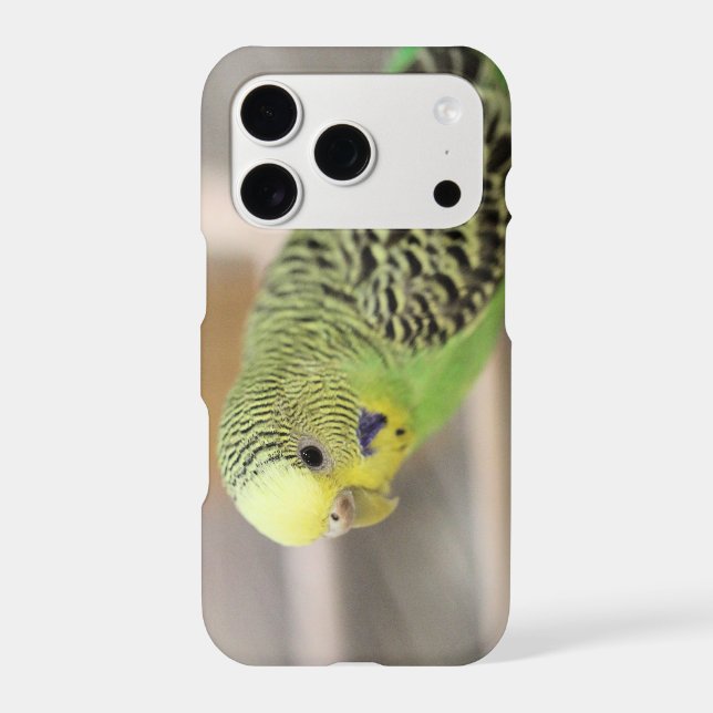 Kiwi (Back)