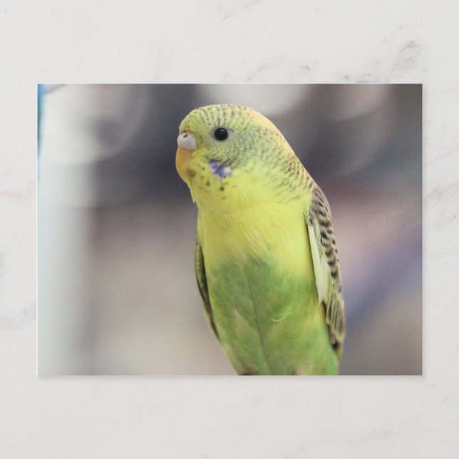 Kiwi Burbell Postcard (Front)