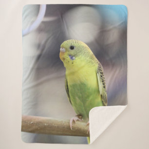 Kiwi Burbell Sherpa Blanket