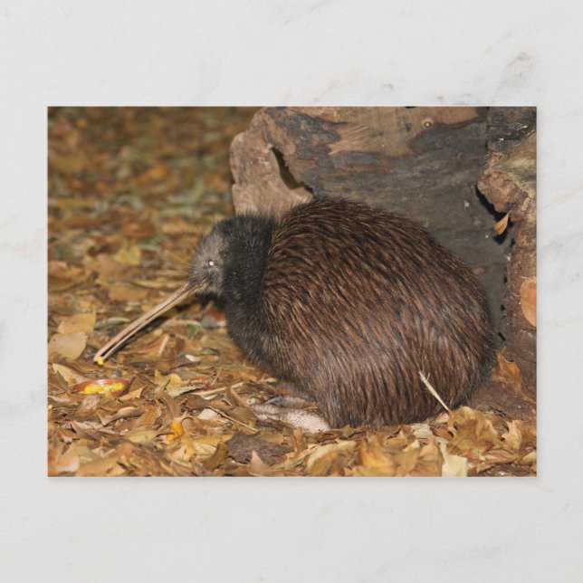 Kiwi Cool @ Auckland Zoo Postcard (Front)