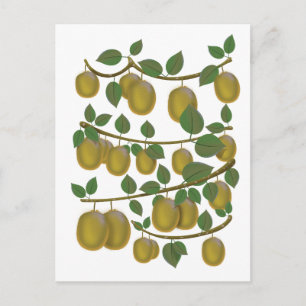 Kiwi Fruit Postcard