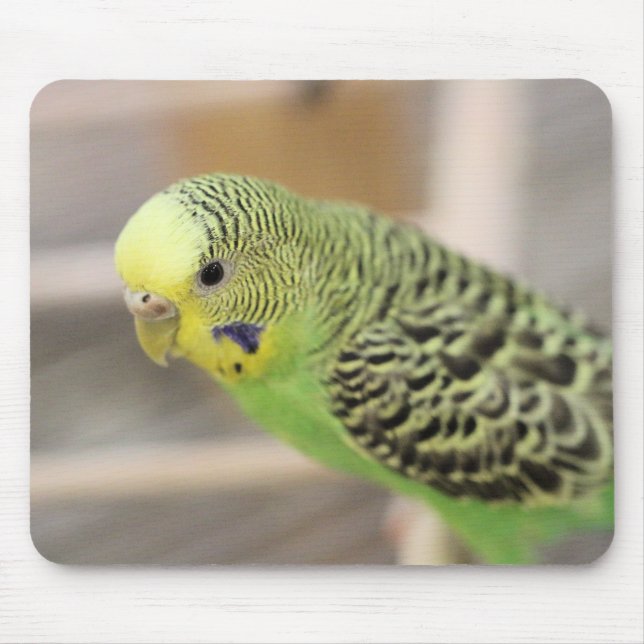 Kiwi Mouse Pad (Front)