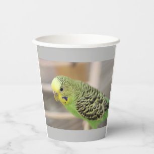 Kiwi Paper Cups