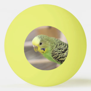 Kiwi Ping Pong Ball