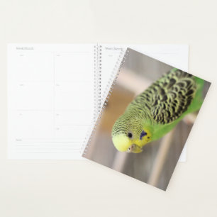Kiwi Planner