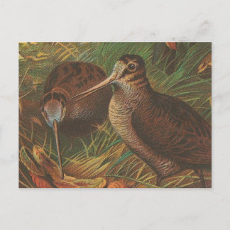 Kiwi Postcard