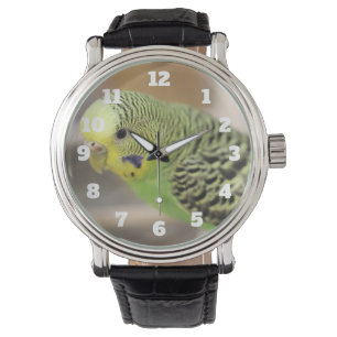 Kiwi Watch
