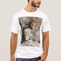 KK Golden-mantled ground squirrel