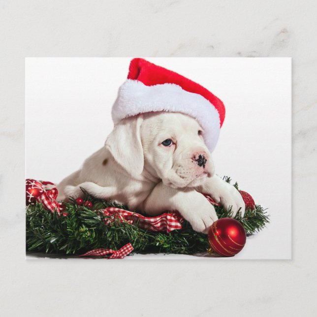 kleiner Boxer Welpe / little Boxer puppy Christmas Holiday Postcard (Front)