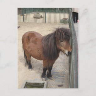 Kleines Pony Postcard