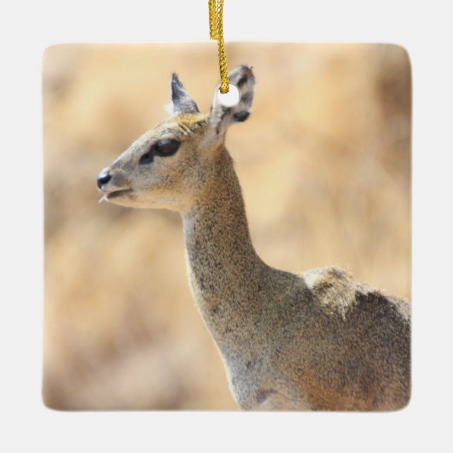 Klipspringer antelope ceramic ornament (Front)