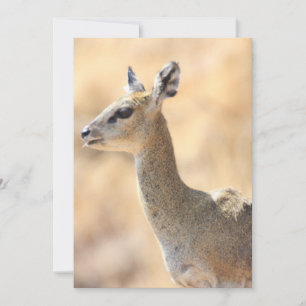 Klipspringer antelope holiday card