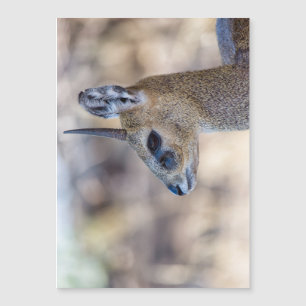 Klipspringer Portrait