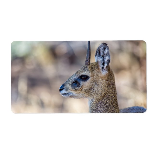 Klipspringer Portrait (Front)
