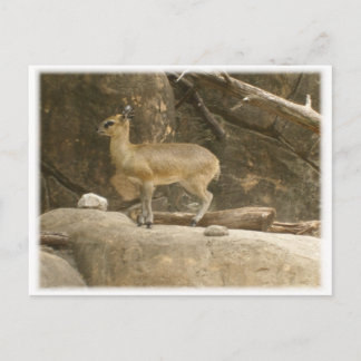 Klipspringer Postcard