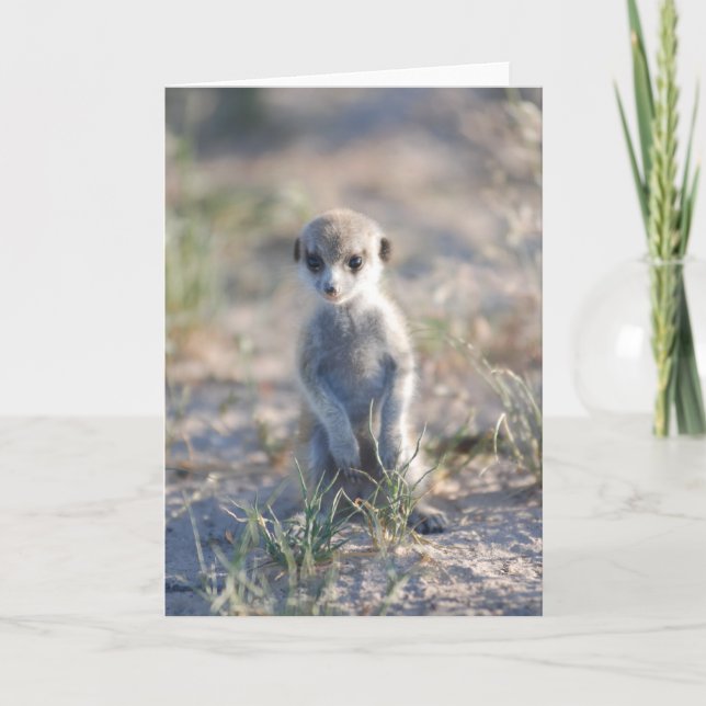 KMP Card 17 - Little Beaker (Front)