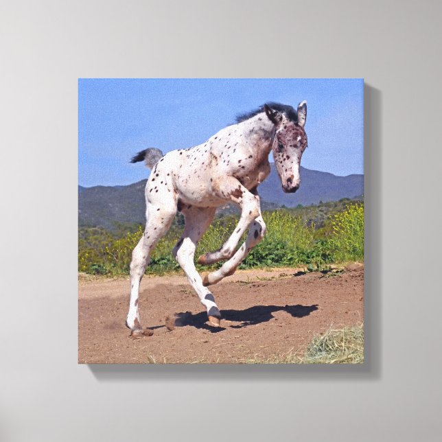Knabstrupper Colt Canvas Print (Front)
