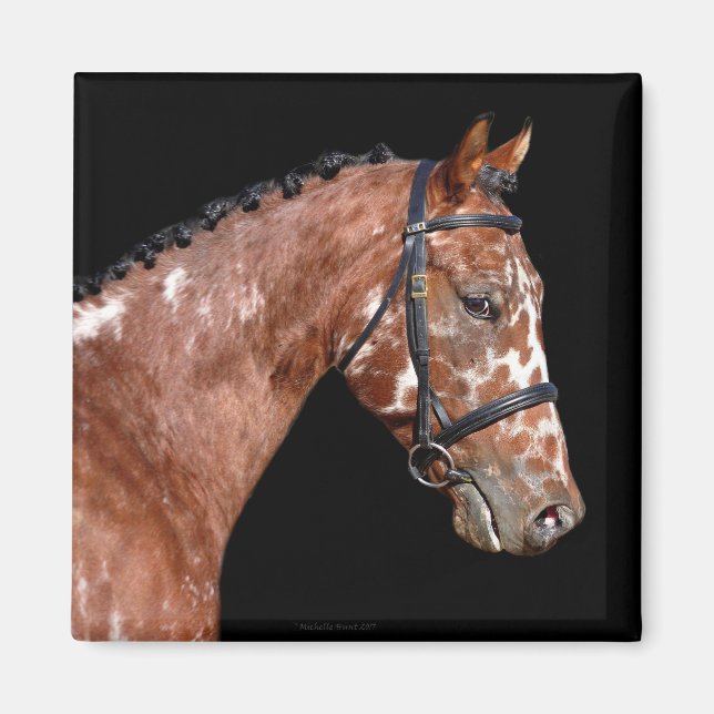 Knabstrupper Stallion Horse Magnet (Front)