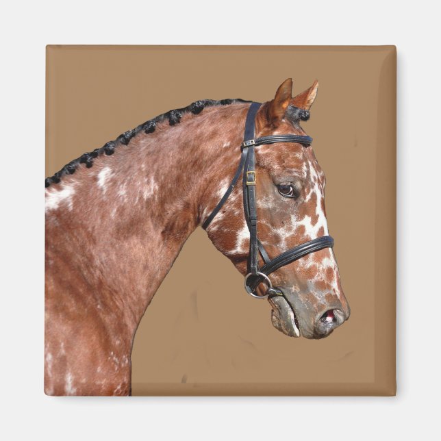 Knabstupper Stallion Magnet (Front)