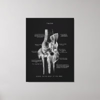 Knee Joints Anatomy Art