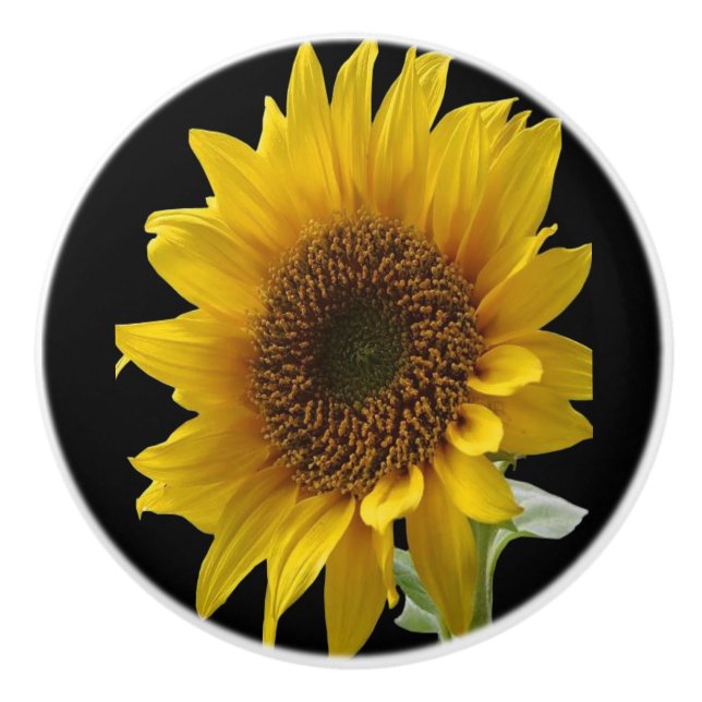 Knob Sunflower (Front)