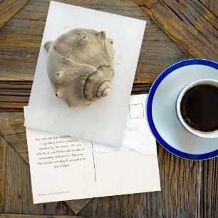 Knobbed Whelk Seashell Photography Postcard