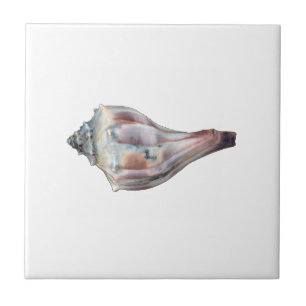 Knobbed Whelk Shell Tile