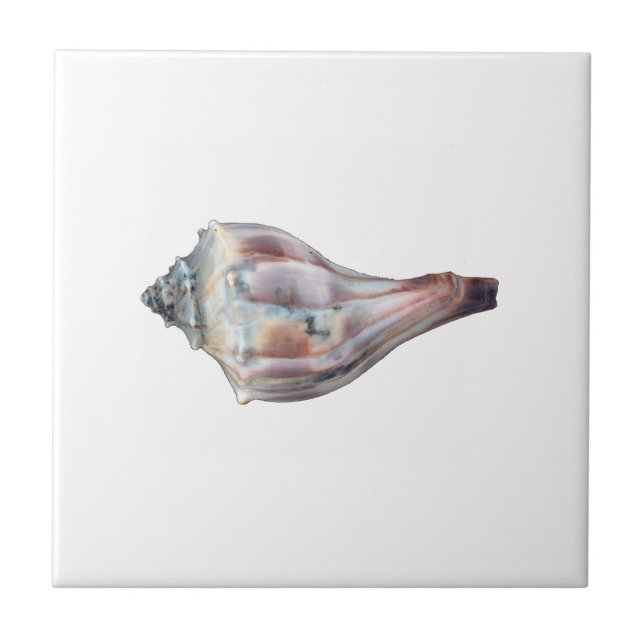Knobbed Whelk Shell Tile (Front)