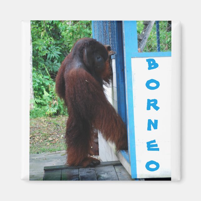 Knock Knock Neighbourhood Friends Borneo Magnet (Front)