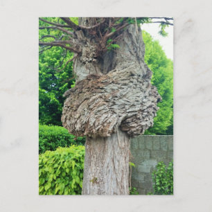 Knot on Tree Trunk, Knar, Nature Green Postcard