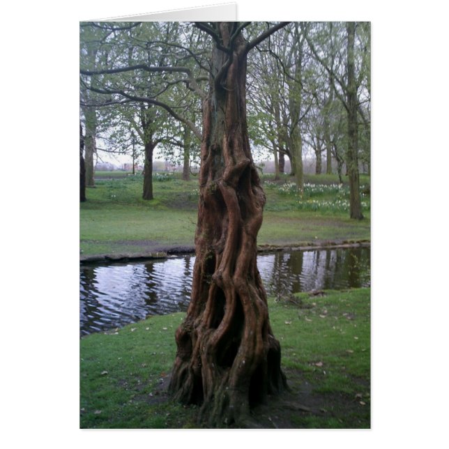 Knotted Yew Tree Trunk (Front)