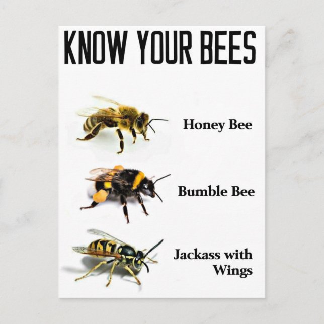 Know Your Bees Postcard (Front)