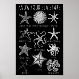 Know Your Sea Stars – Starfish Groups Poster