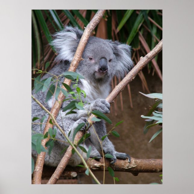 Koala 14 poster (Front)
