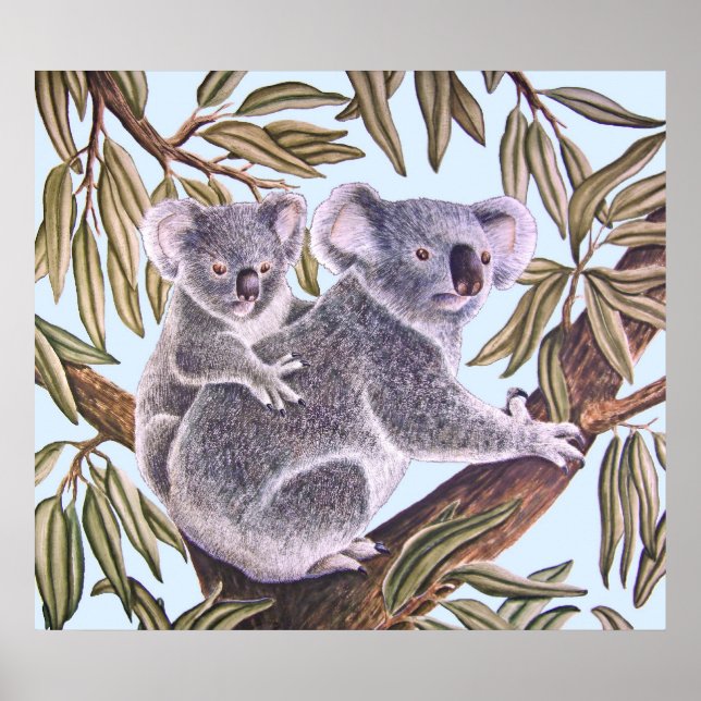 Koala and baby in Eucalyptus Tree Poster (Front)
