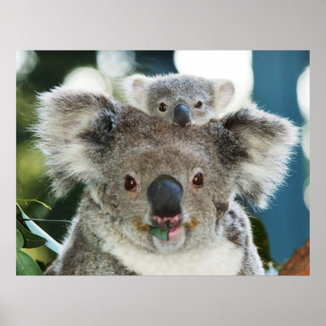 Koala and Cub Poster (Front)