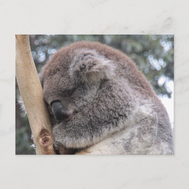 koala asleep postcard (Front)