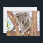 Koala Australia | "Moments, Revisited" A6 Postcard<br><div class="desc">Capture a cutest moment of Koala A unique QR code on the postcard invites you to scan and relive the moment directly, making you feel truly connected to this lovely scene with the Koala. Add a touch of wildlife cutest to your collection or sharing the moment with your love today....</div>