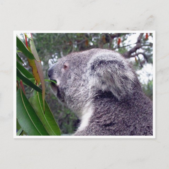 koala australia postcard (Front)