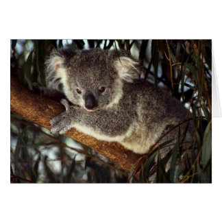 Koala Bear