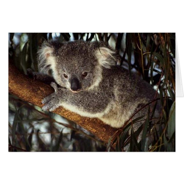 Koala Bear (Front Horizontal)